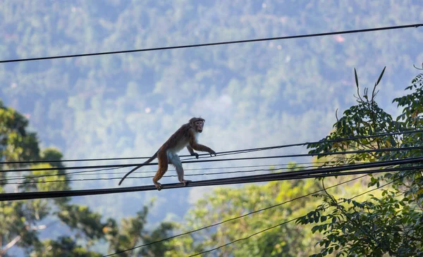 Monkeys walking on wires in Sri Lanka