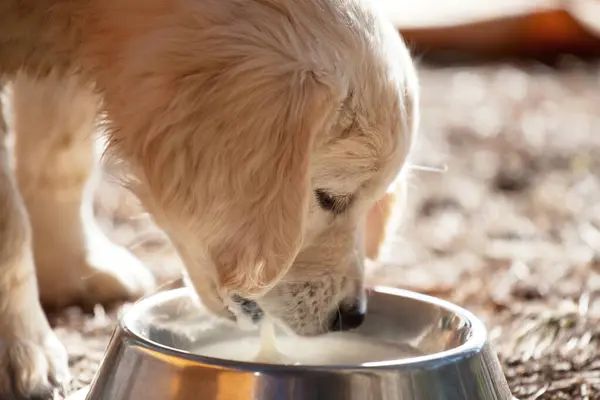 Pretty Golden Retriever Puppy Drinking Milk — Stock Photo, Image