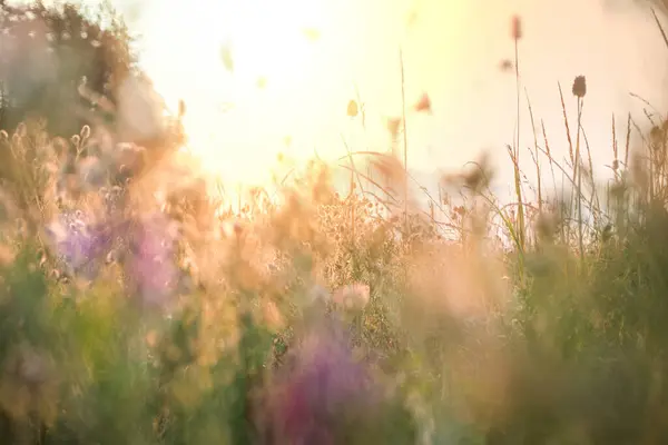 Însorită Pajiştea Florilor Frumos Fundal Natural Plantele Sălbatice Natură — Fotografie, imagine de stoc