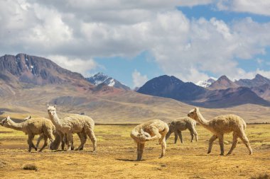 Peru alpakası And Dağları, Peru, Güney Amerika