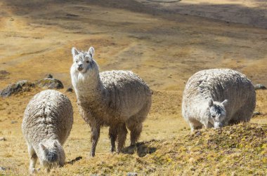 Peru alpakası And Dağları, Peru, Güney Amerika
