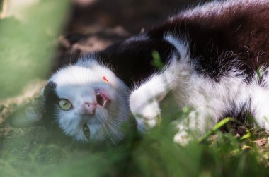 Yeşil çimenlikteki kedi