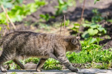 Yeşil çimenlikteki kedi