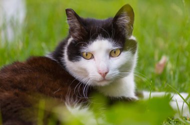 Yeşil çimenlikteki kedi