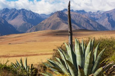 Peru, Güney Amerika 'daki yeşil dağlardaki tarım arazileri