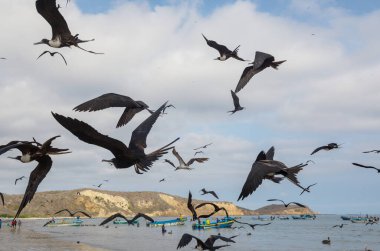 Fırkateynler ve pelikanlar mavi gökyüzünde, Ekvador 'da, Pasifik kıyısında uçuyorlar.