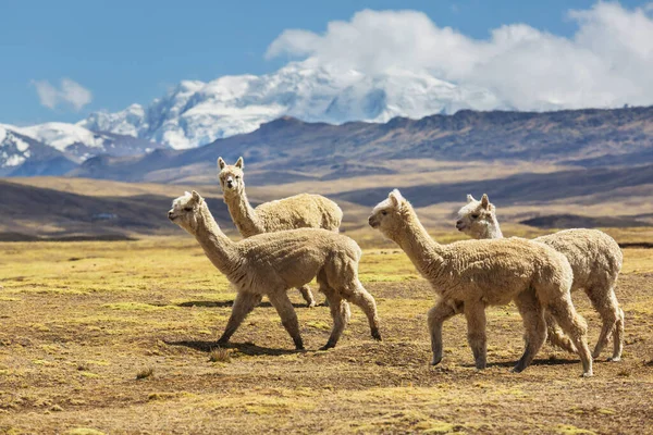 stock image Peruvian alpaca in Andes, Peru, South America