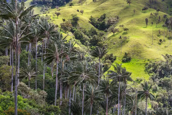 Необычная Долина Кокора Колумбии Южная Америка — стоковое фото