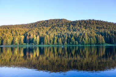 Yeşil ormandaki dingin göl