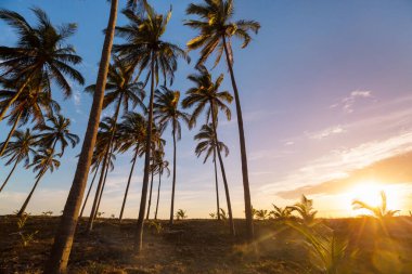 Tropikal adada palmiye fidanı