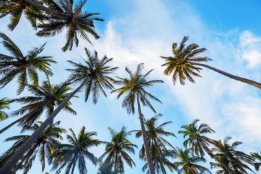 Tropikal adada palmiye fidanı