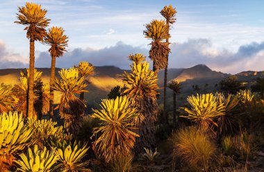 Güney Amerika 'daki Kolombiya dağlarında güzel bir bitki olan kırılgan orman ya da Espeletia.