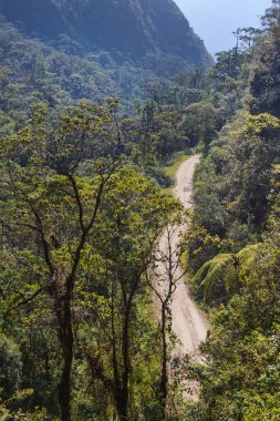 Yeşil ormandaki beton köprü