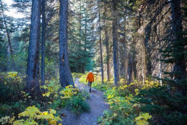 Ormandaki patikada yürüyüş yapan bir adam. Doğa yürüyüşü açık havada.