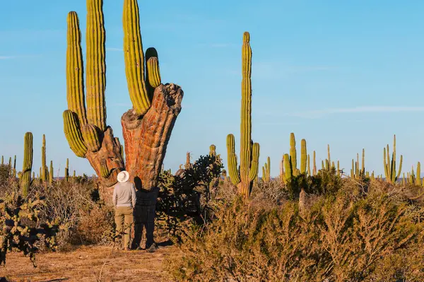 Meksika, Baja California 'daki Kaktüs tarlaları