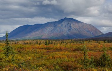 Tundra landscapes above Arctic circle in autumn season. Beautiful natural background.