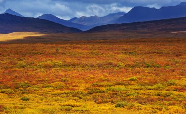 Tundra landscapes above Arctic circle in autumn season. Beautiful natural background.