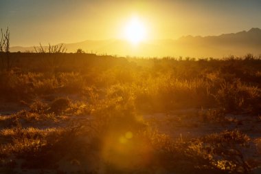 Meksika, Baja California 'daki Kaktüs tarlaları