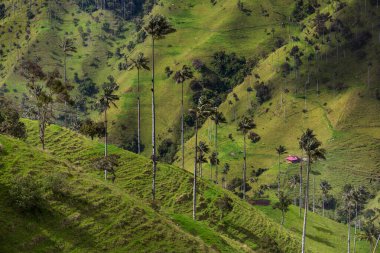 Kolombiya, Güney Amerika 'da alışılmadık Cocora Vadisi.