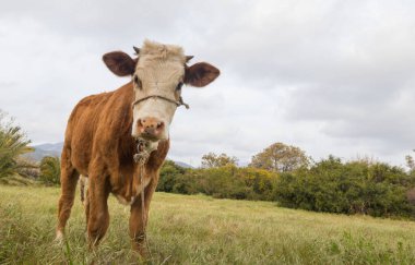 Yaz yeşili tarlasında inek sürüsü Tarım tarımı kırsal çayırlarda