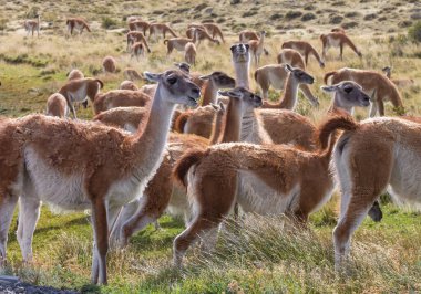 Vahşi Guanaco (Lama Guanicoe) Güney Amerika, Şili, Patagonya bozkırında