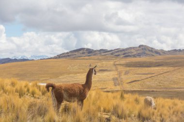 Bolivya 'nın uzak bölgelerindeki Lama