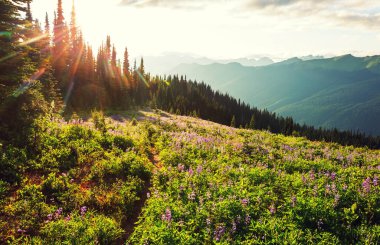 Güneşli bir günde dağ çayırı. Doğal yaz manzarası.
