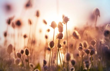 Çiçek çayırında güneşli bir gün. Güzel doğal arka plan. Doğadaki yabani bitkiler.