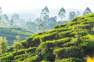 Sri Lanka 'da yeşil doğal manzara _ çay çiftliği