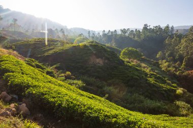 Sri Lanka 'da yeşil doğal manzara _ çay çiftliği