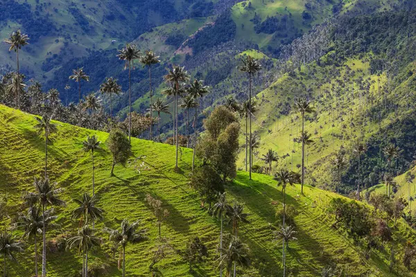 Insolito Cocora Valley Colombia Sud America — Foto Stock