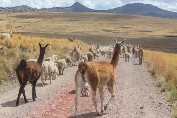 Llama in remote area of Bolivia