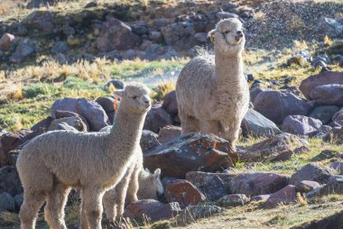 Peru alpakası And Dağları, Peru, Güney Amerika
