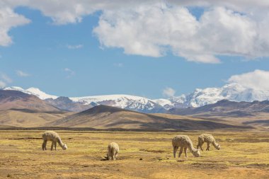 Peru alpakası And Dağları, Peru, Güney Amerika