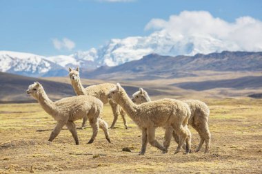 Peru alpakası And Dağları, Peru, Güney Amerika