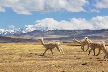 Peru alpakası And Dağları, Peru, Güney Amerika