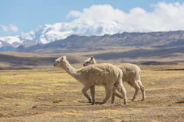 Peru alpakası And Dağları, Peru, Güney Amerika