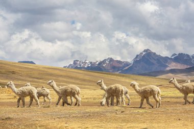 Peru alpakası And Dağları, Peru, Güney Amerika