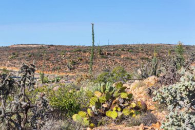 Meksika, Baja California 'daki Kaktüs tarlaları