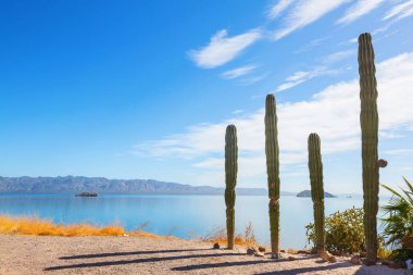 Meksika, Baja California 'daki Kaktüs tarlaları