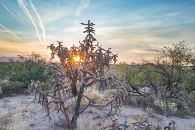 Arizona, ABD 'deki bir dağdaki kaktüs tarlası.