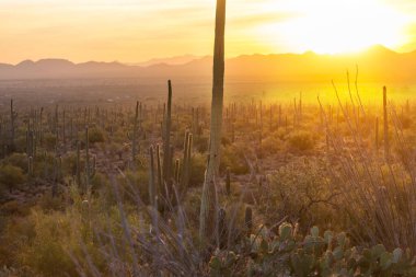Gün doğumunda bir dağdaki kaktüs tarlası, Arizona, ABD