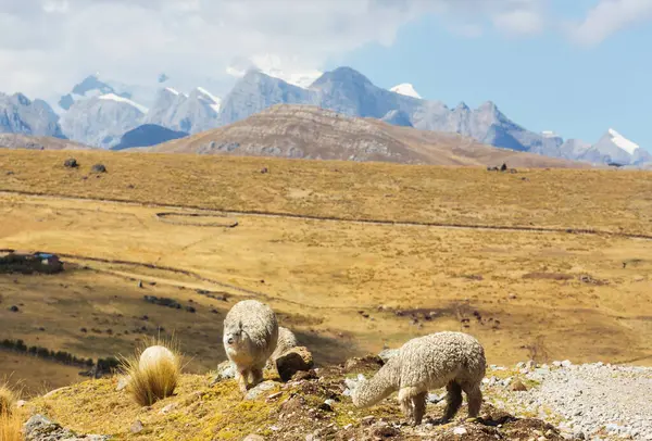 Перуанская Альпака Андах Перу Южная Америка — стоковое фото