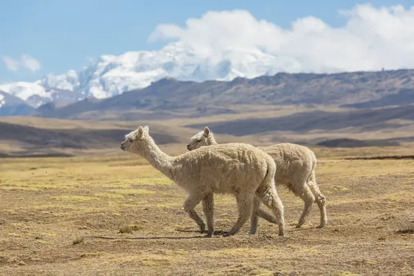 Peru alpakası And Dağları, Peru, Güney Amerika