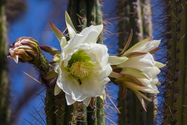 Blossoming Cactus Close Bolivia — Stock Photo, Image