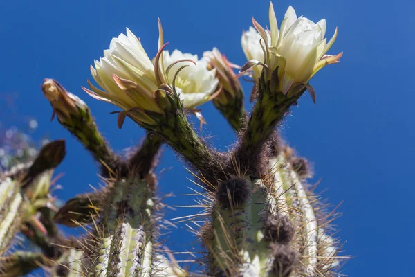 Blommande Kaktus Närbild Bolivia — Stockfoto