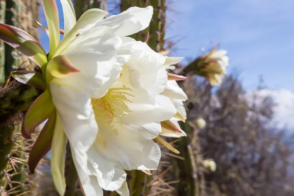 Blühender Kaktus Aus Nächster Nähe Bolivien — Stockfoto
