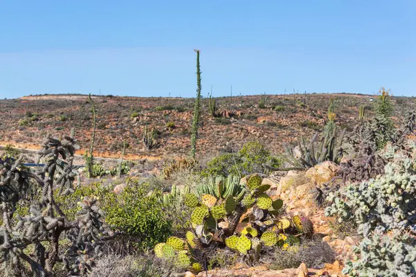 Meksika, Baja California 'daki Kaktüs tarlaları