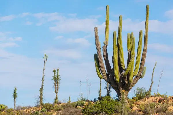 Meksika, Baja California 'daki Kaktüs tarlaları
