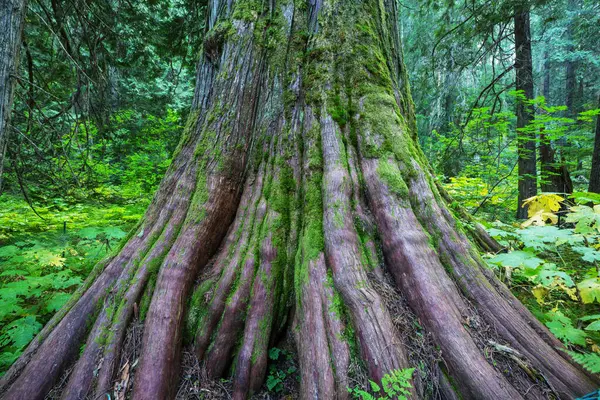 Olbrzymi Czerwony Cedr Kanadyjski Mchem Zielonym Lesie Letnim — Zdjęcie stockowe